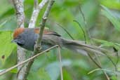 Chicli Spinetail, Intervales, São Paulo, Brazil, April 2004 - click for larger image