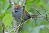 Chicli Spinetail, Intervales, São Paulo, Brazil, April 2004 - click for larger image