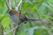 Chicli Spinetail, Intervales, São Paulo, Brazil, April 2004 - click for larger image