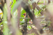 Rufous Spinetail, Montezuma, Tatama, Risaralda, Colombia, April 2012 - click for larger image