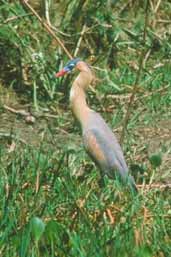 Whistling  Heron, Brazil, Sept 2000 - click for larger image