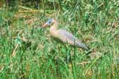 Whistling  Heron, Brazil, Sept 2000 - click for larger image