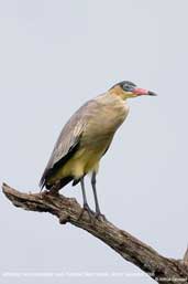 Whistling  Heron, Pantanal, Mato Grosso, Brazil, Decembaer 2006 - click for larger image