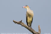 Whistling  Heron, Pantanal, Mato Grosso, Brazil, Decembaer 2006 - click for larger image