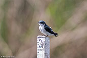 Mangrove Swallow, Tikal, Guatemala, March 2015 - click for a larger image