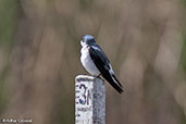 Mangrove Swallow, Tikal, Guatemala, March 2015 - click for a larger image