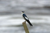 White-winged Swallow, Thaimaçu, Pará, Brazil, April 2003 - click for a larger image