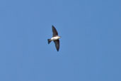 Tree Swallow, Playa Larga, Cuba, February 2005 - click on image for a larger view