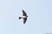 Tree Swallow, Dezadeash Lake, Yukon, Canada, May 2009 - click on image for a larger view