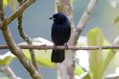 Male Ruby-crowned Tanager, Itatiaia, Rio de Janeiro, Brazil, November 2008 - click for larger image