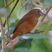 Female Ruby-crowned Tanager, Ubatuba, São Paulo, Brazil, July 2002 - click for larger image