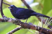 Male Ruby-crowned Tanager, Ubatuba, São Paulo, Brazil, August 2002 - click for larger image