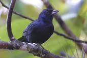 Male Ruby-crowned Tanager, Ubatuba, São Paulo, Brazil, August 2002 - click for larger image