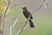 Male Flame-crested Tanager, Boa Nova, Bahia, Brazil, October 2008 - click for larger image