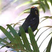 Male Flame-crested Tanager, Ubatuba, São Paulo, Brazil, July 2002 - click for larger image