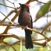 Male Flame-crested Tanager, Ubatuba, São Paulo, Brazil, July 2002 - click for larger image