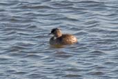 Least Grebe, Najasa, Cuba, February 2005 - click on image for a larger view