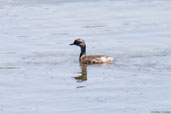 Least Grebe, Mucugê, Chapada Diamantina, Bahia, October 2008 - click on image for a larger view