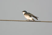 White-rumped Swallow, Aguas de São Pedro, São Paulo, Brazil, August 2004 - click for larger image