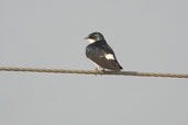 White-rumped Swallow, Aguas de São Pedro, São Paulo, Brazil, August 2004 - click for larger image