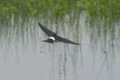 Chilean Swallow, Lago Villarica, Chile, November 2005 - click for larger image