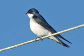 Chilean Swallow, Caulin, Chiloe, Chile, December 2005 - click for larger image