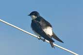 Chilean Swallow, Caulin, Chiloe, Chile, December 2005 - click for larger image