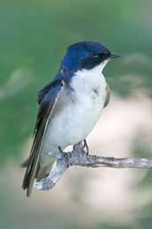 Chilean Swallow, Torres del Paine, Chile, December 2005 - click for larger image