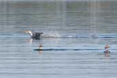 Flying Steamer-duck, Chiloe, Chile, December 2005 - click for larger image