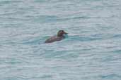 Female Flying Steamer-duck, Torres del Paine, Chile, December 2005 - click for larger image