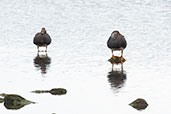 Flying Steamer-duck, Tierra del Fuego, Chile, December 2005 - click for larger image