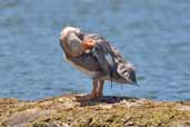 Flying Steamer-duck, Chiloe, Chile, December 2005 - click for larger image