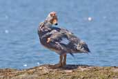 Flying Steamer-duck, Chiloe, Chile, December 2005 - click for larger image