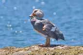 Flying Steamer-duck, Chiloe, Chile, December 2005 - click for larger image