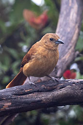 Female White-lined Tanager, Yanacocha Reserve, Ecuador, November 2019 - click for larger image