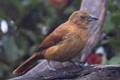 Female White-lined Tanager, Yanacocha Reserve, Ecuador, November 2019 - click for larger image