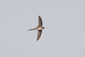 Fork-tailed Palm-swift, Belém, Pará, Brazil, October 2005 - click for larger image