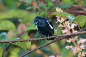 Fulvous-crested Tanager, São Gabriel da Cachoeira, Amazonas, Brazil, August 2004 - click on image for a larger view