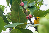 Golden Tanager, Otun-Quimbaya, Risaralda, Colombia, April 2012 - click for larger image