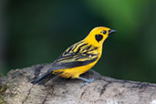 Golden Tanager, Refugio Paz de las Aves, Ecuador, November 2019 - click for larger image