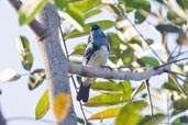 Turquoise Tanager, Porto Seguro, Bahia, Brazil, November 2008 - click for larger image