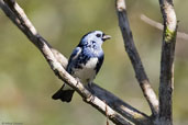 Turquoise Tanager, Porto Seguro, Bahia, Brazil, November 2008 - click for larger image