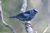 Turquoise Tanager, Porto Seguro, Bahia, Brazil, November 2008 - click for larger image