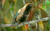 Male Burnished-buff Tanager, Canastra, Minas Gerais, Brazil, April 2001 - click for larger image
