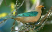 Male Burnished-buff Tanager, Canastra, Minas Gerais, Brazil, April 2001 - click for larger image