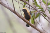 Male Burnished-buff Tanager, Boa Nova, Bahia, Brazil, October 2008 - click for larger image