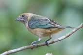 Female Burnished-buff Tanager, Jaqueira, Pernambuco, Brazil, March 2004 - click for larger image