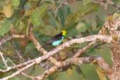 Paradise Tanager, Caxiuanã, Pará, Brazil, November 2005 - click for larger image