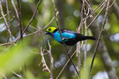 Paradise Tanager, Loreto Road, Ecuador, November 2019 - click for larger image