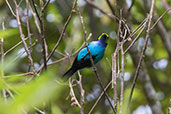 Paradise Tanager, Loreto Road, Ecuador, November 2019 - click for larger image